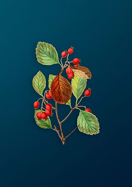 Plum Leaved Thorn Flower