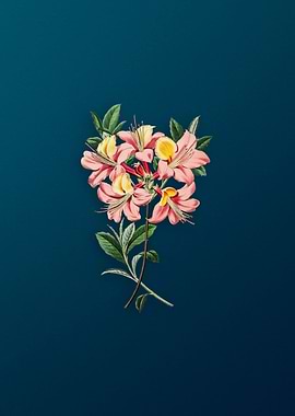 Changeable Pontic Azalea