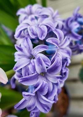 blue hyacinth in bloom