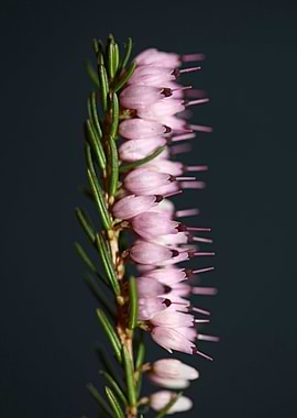 Erica carnea blossoming