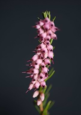 Erica carnea blossoming