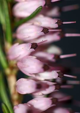 Erica carnea blossoming