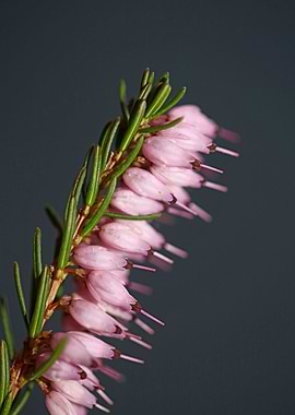 Erica carnea blossoming