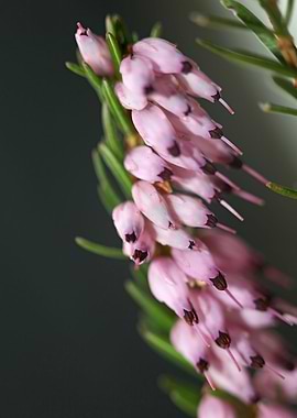 Erica carnea blossoming
