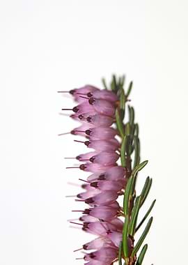 Erica carnea blossoming