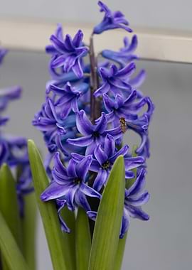 blue hyacinth in bloom