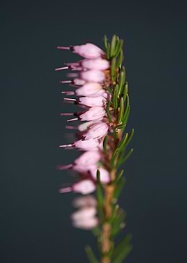 Erica carnea blossoming