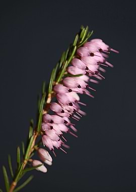Erica carnea blossoming