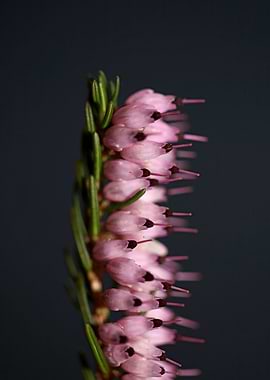 Erica carnea blossoming