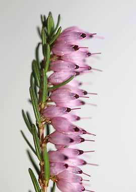 Erica carnea blossoming