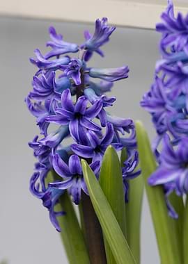 blue hyacinth in bloom