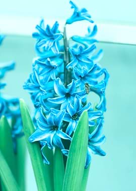 blue hyacinth in bloom
