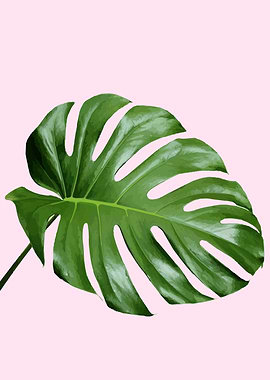 Monstera