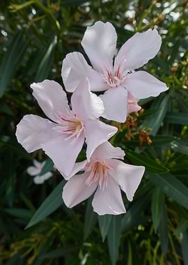 white oleander