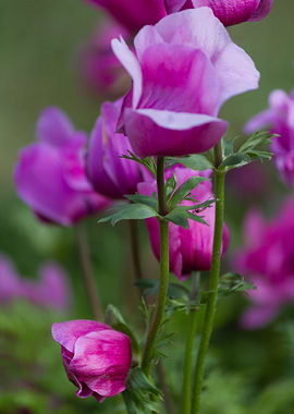 anemone in the garden