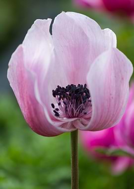 anemone in the garden