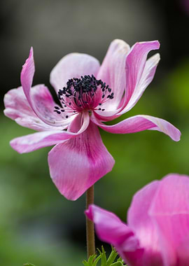 anemone in the garden