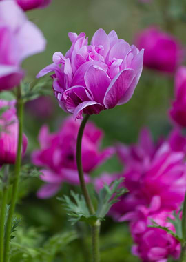 anemone in the garden
