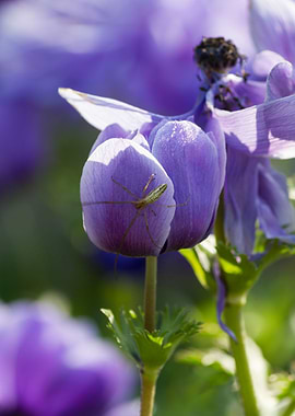 anemone in the garden