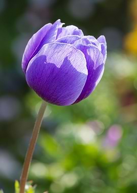 anemone in the garden