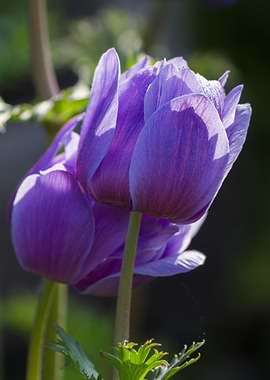 anemone in the garden