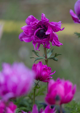 anemone in the garden