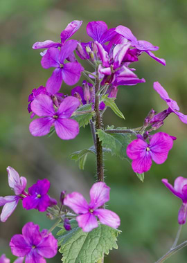 purple wildflowers