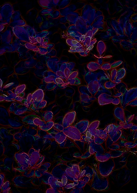 Leaf of Berberis Thunbergi