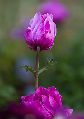 anemone in the garden