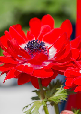 anemone in the garden