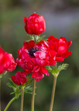 anemone in the garden