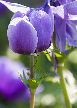 anemone in the garden