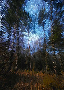 Forest in the summer