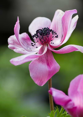 anemone in the garden