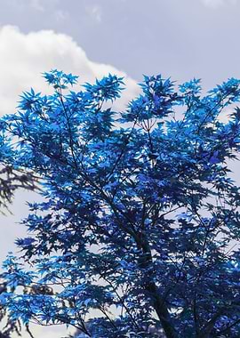 blue leaves