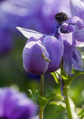 anemone in the garden