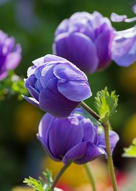 anemone in the garden