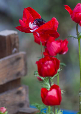 anemone in the garden