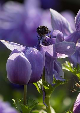 anemone in the garden