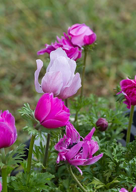 anemone in the garden