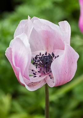 anemone in the garden