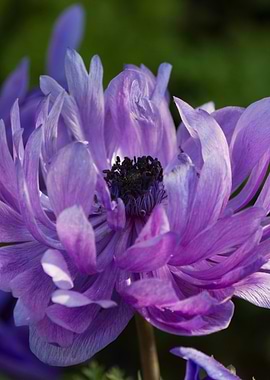 anemone in the garden