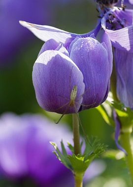 anemone in the garden