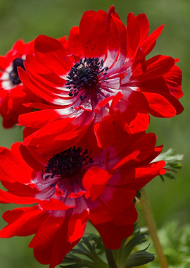 anemone in the garden