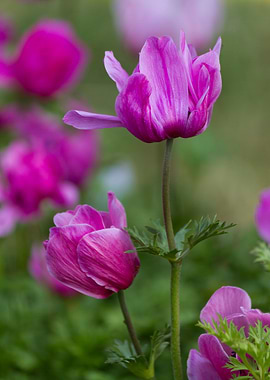 anemone in the garden