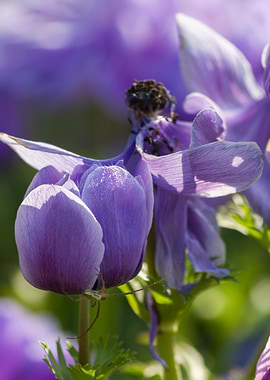 anemone in the garden