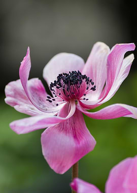 anemone in the garden