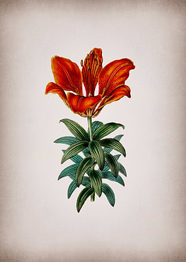 Blood Red Lily Flower