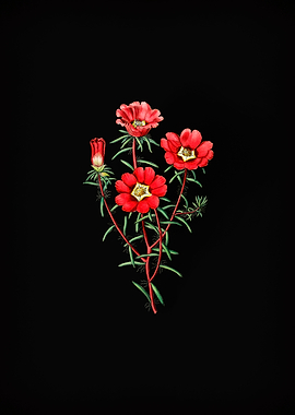 Portulaca Splendens Flower