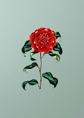 Crimson Camellia on Mint